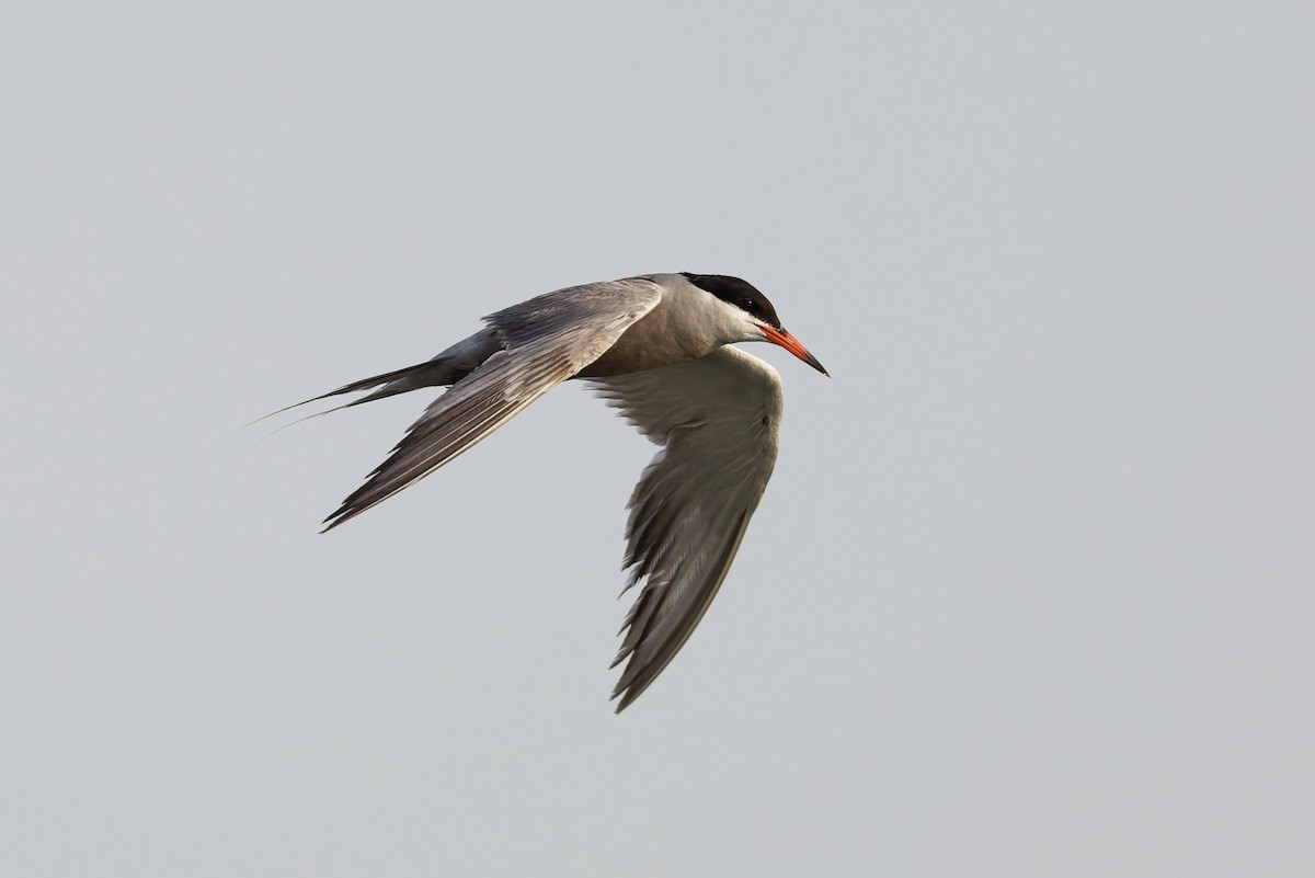 White-cheeked Tern - ML638319458