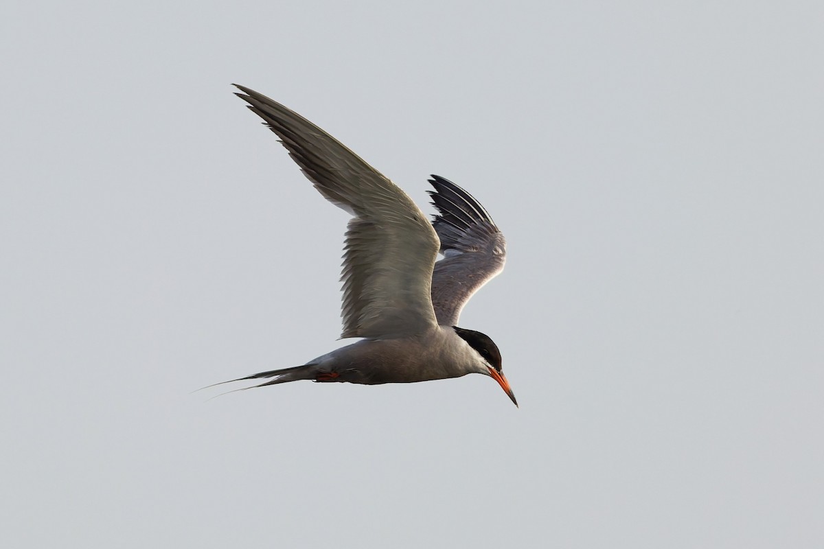 White-cheeked Tern - ML638319459