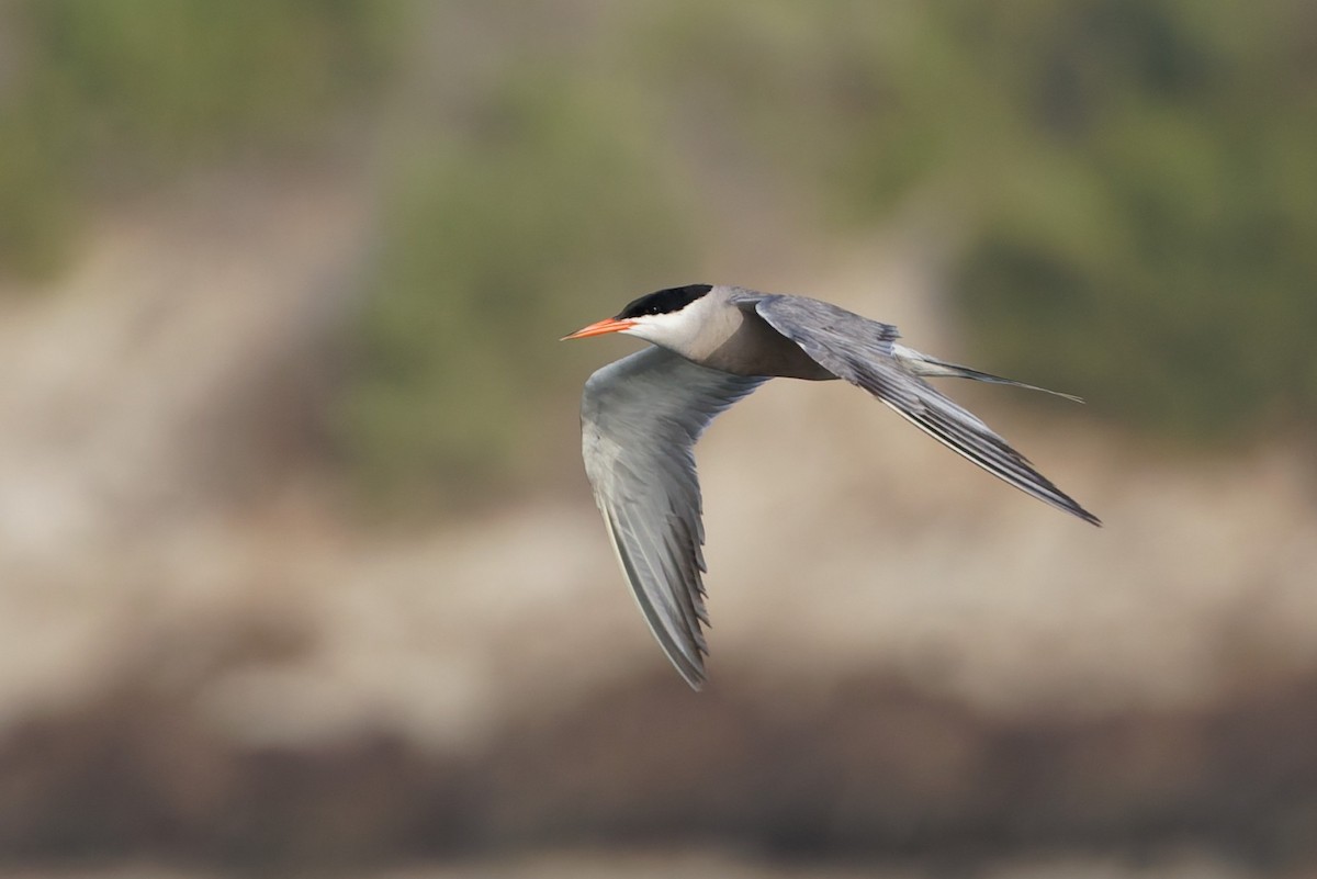 White-cheeked Tern - ML638319460