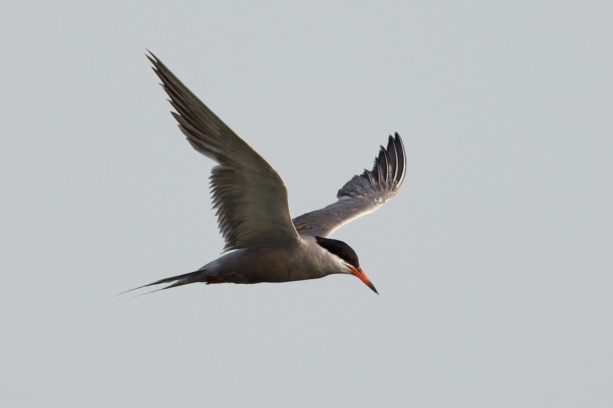 White-cheeked Tern - ML638319461
