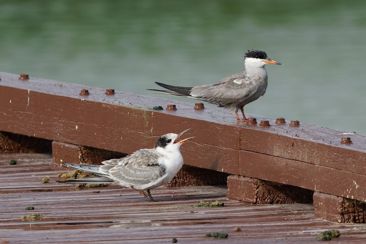 White-cheeked Tern - ML638319462