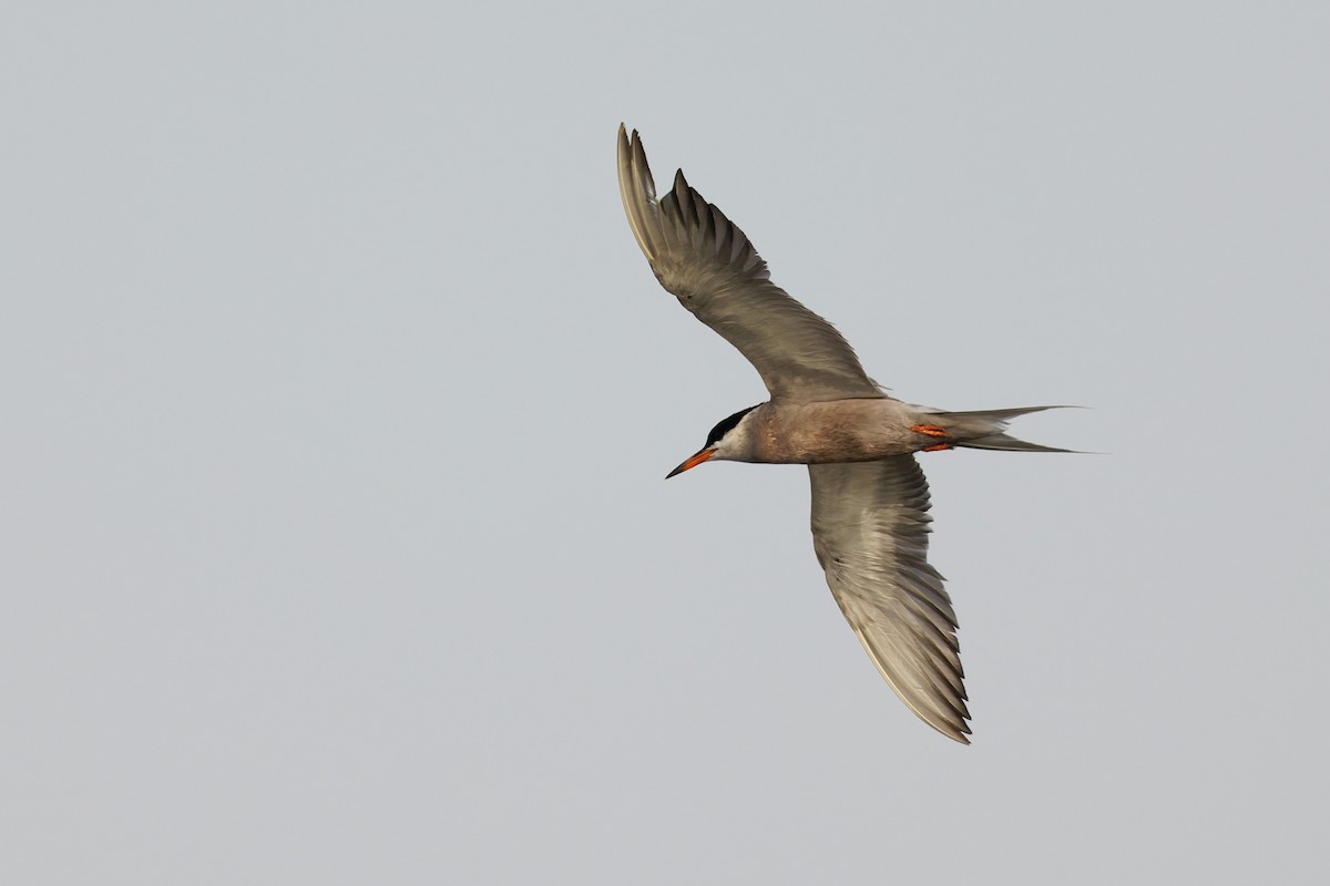 White-cheeked Tern - ML638319464