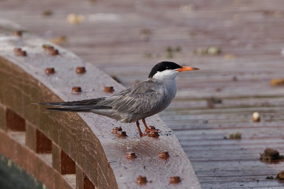 White-cheeked Tern - ML638319465
