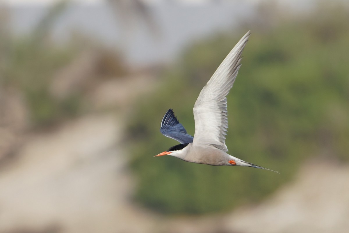White-cheeked Tern - ML638319467