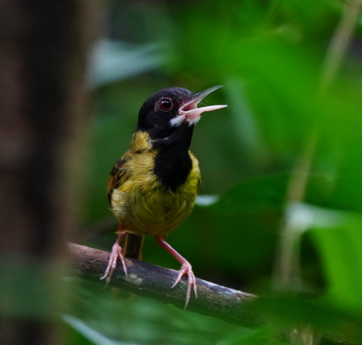 Yellow-breasted Tailorbird - ML638319468