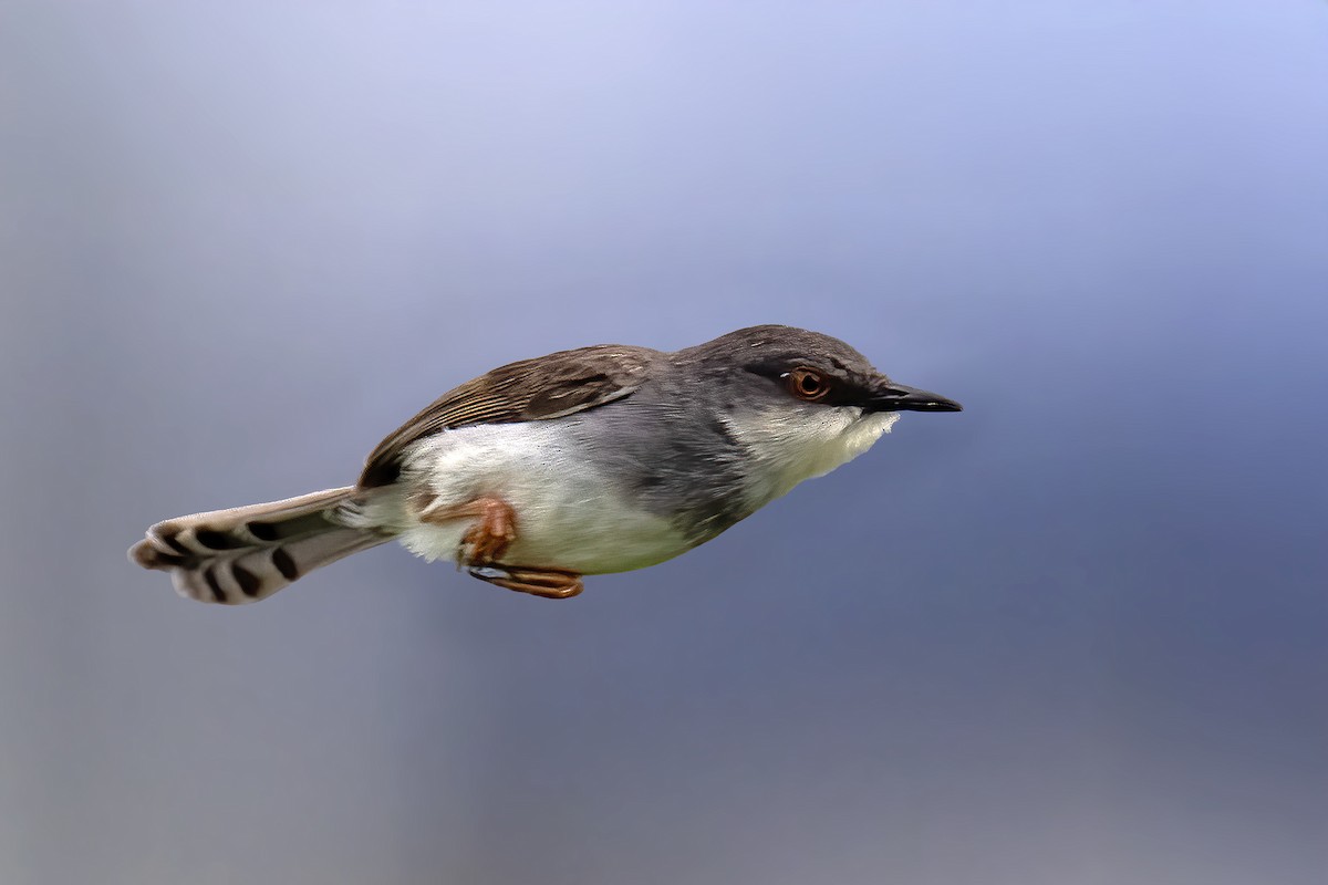 gråbrystprinia - ML638319472