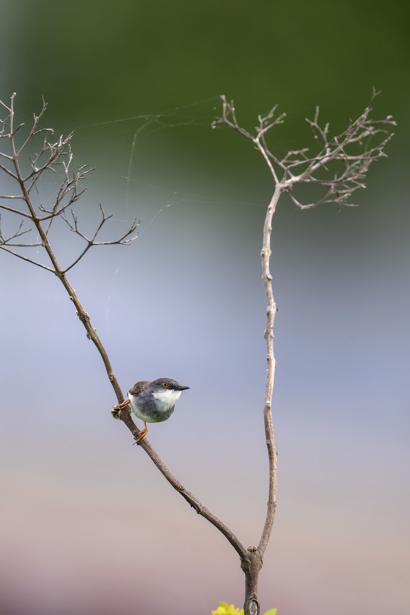 gråbrystprinia - ML638319473