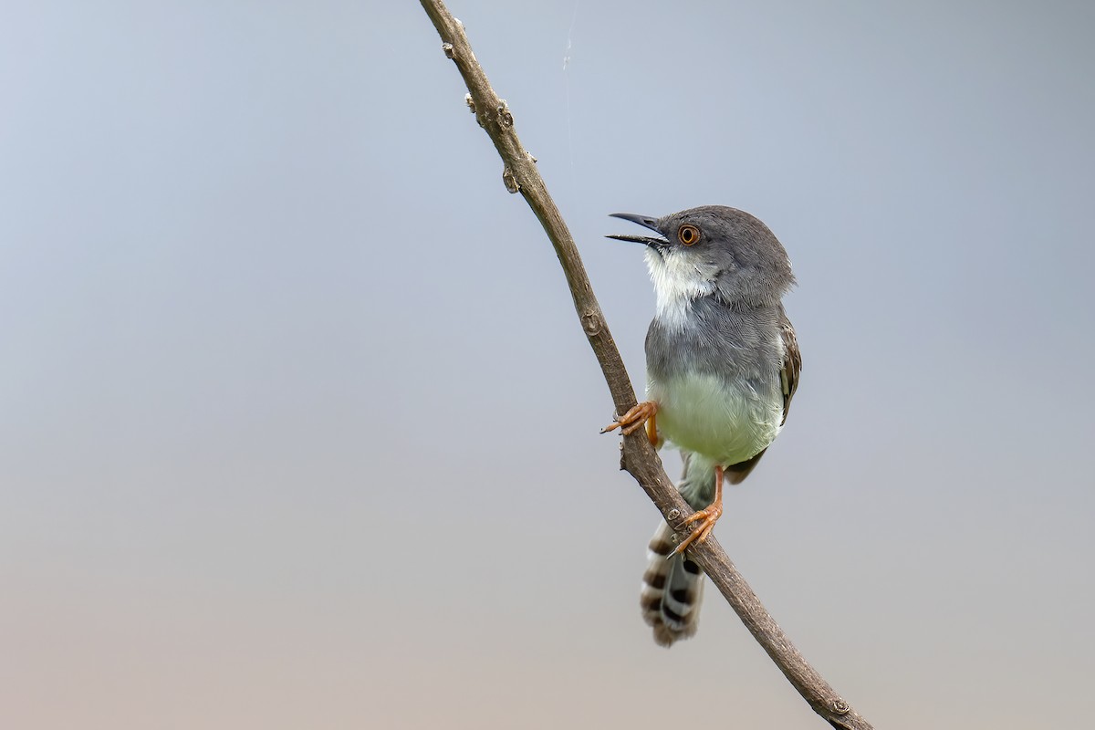 gråbrystprinia - ML638319474
