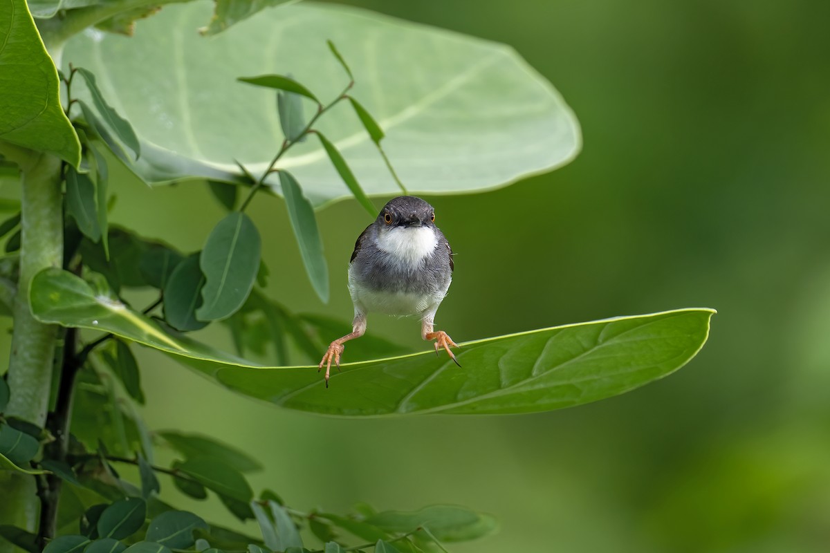 gråbrystprinia - ML638319475