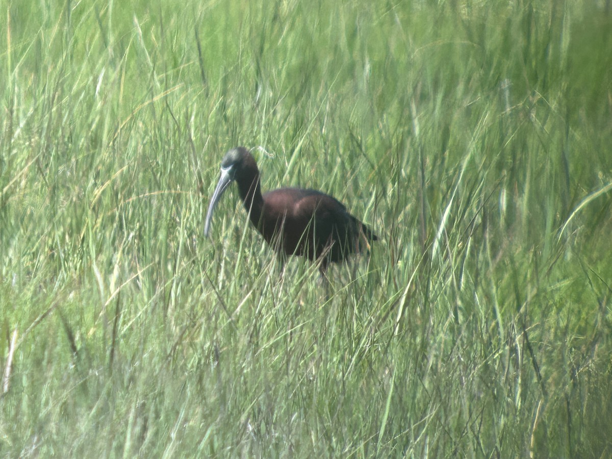 bronseibis - ML638319482