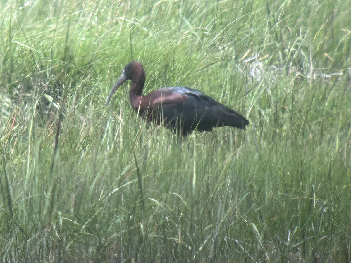 bronseibis - ML638319483
