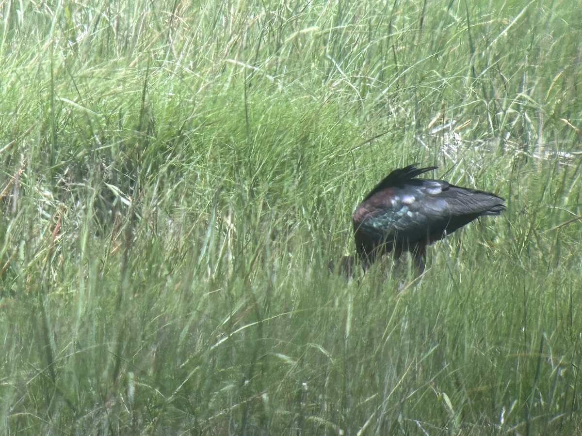 bronseibis - ML638319484