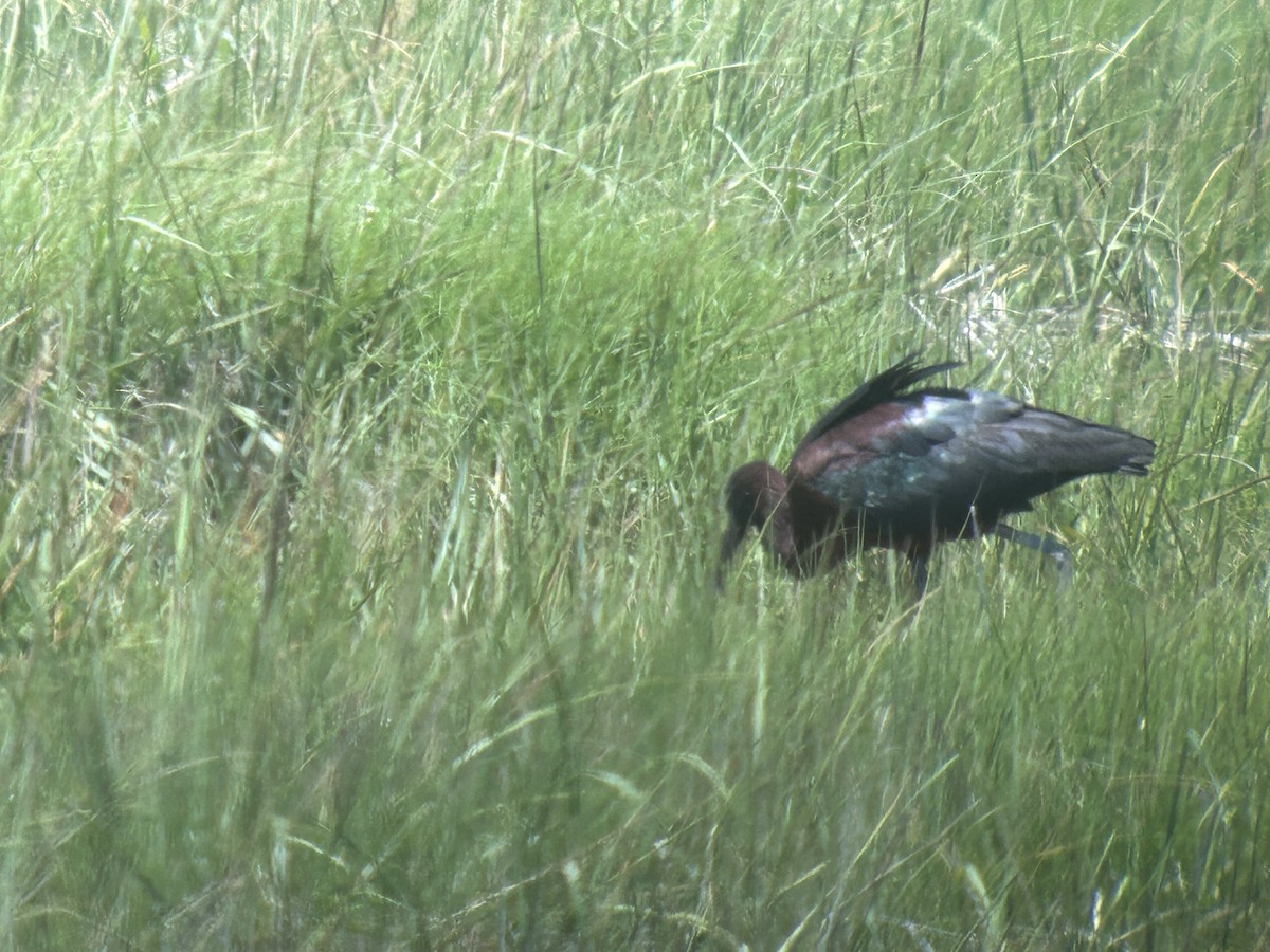 bronseibis - ML638319485