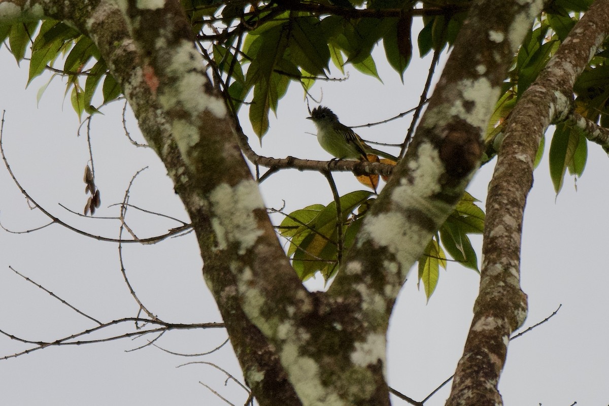 Yellow-winged Flatbill - ML638319486