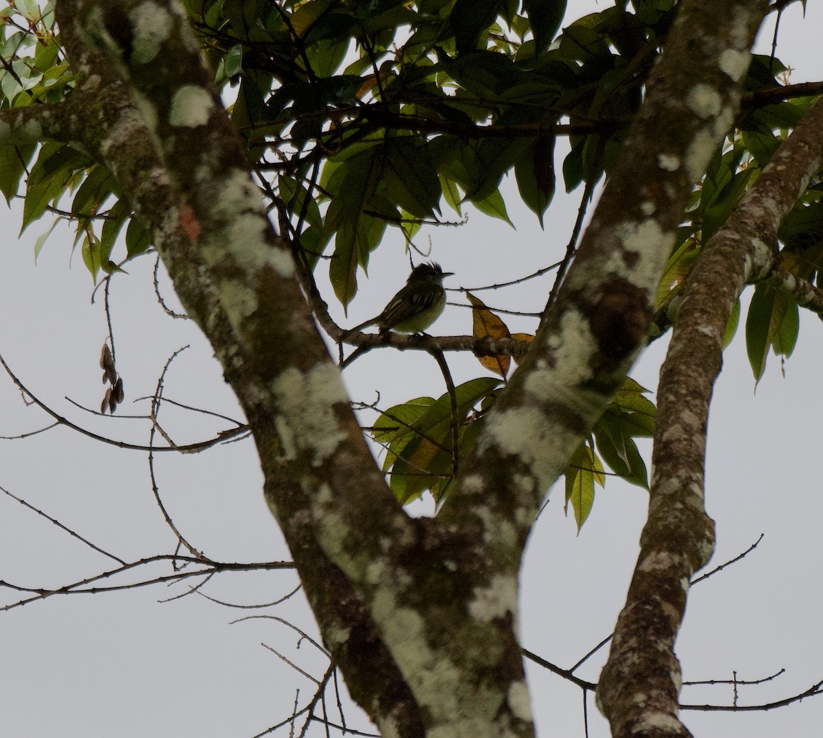 Yellow-winged Flatbill - ML638319487