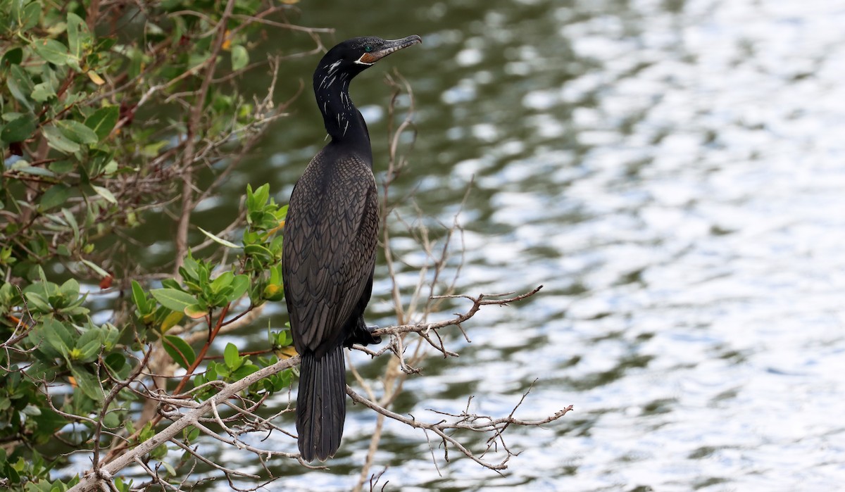 Neotropic Cormorant - ML638319496