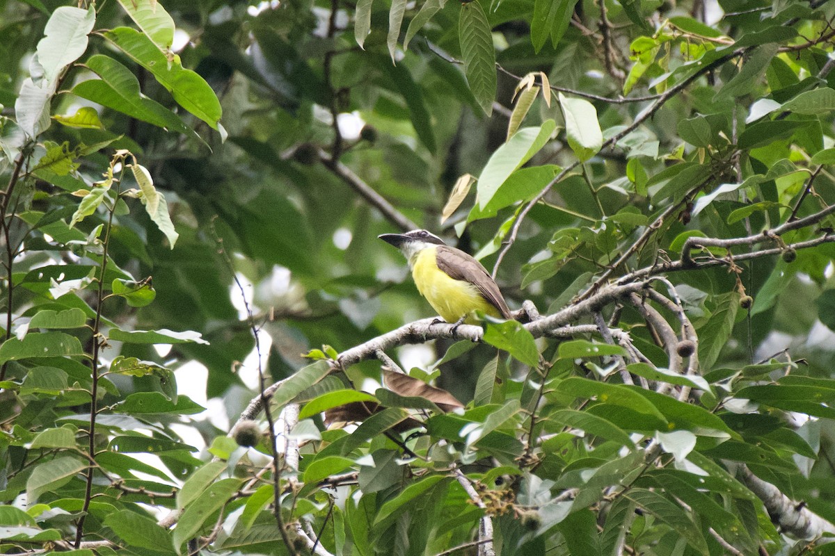 Boat-billed Flycatcher - ML638319505