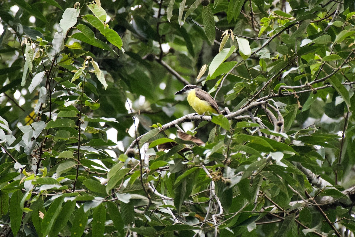 Boat-billed Flycatcher - ML638319506
