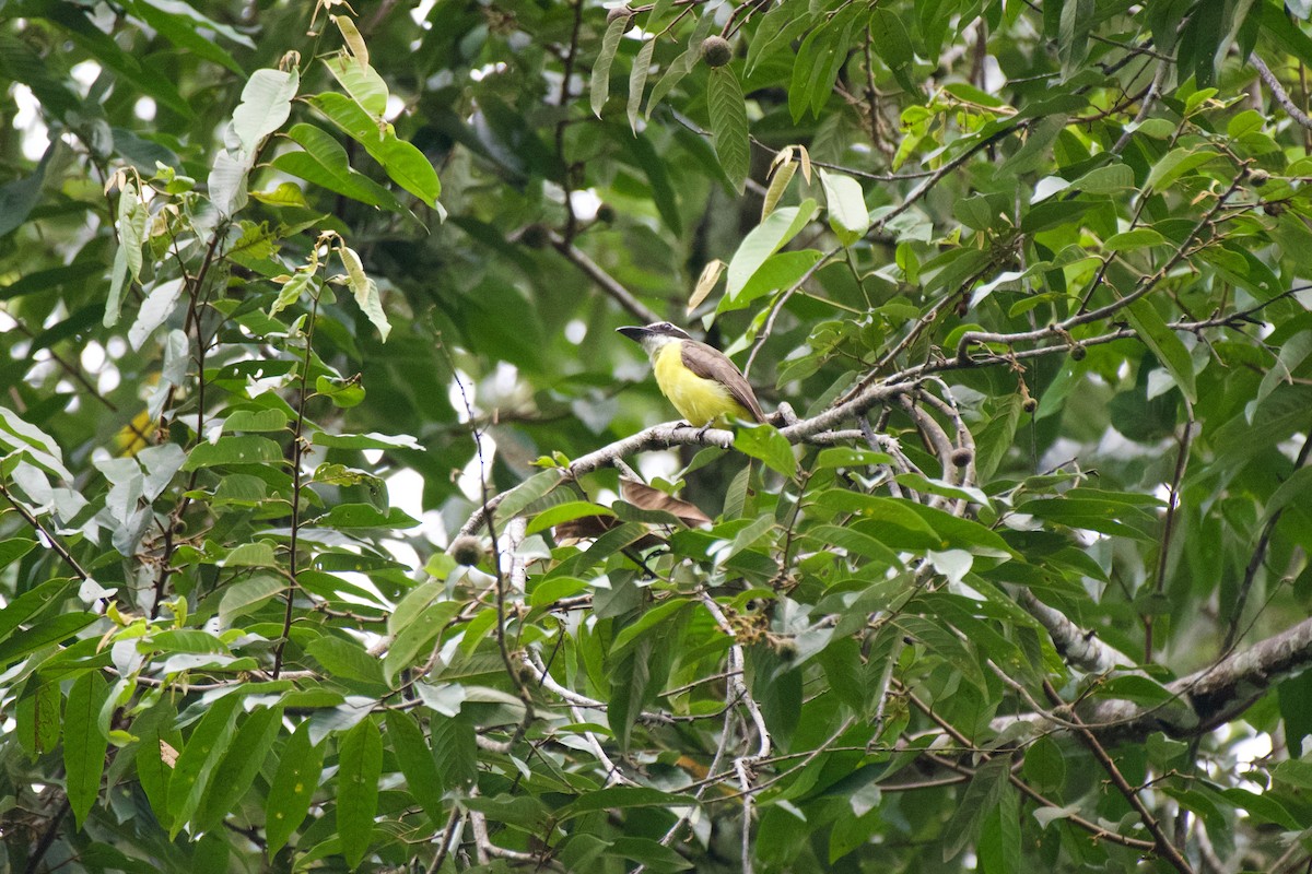Boat-billed Flycatcher - ML638319507