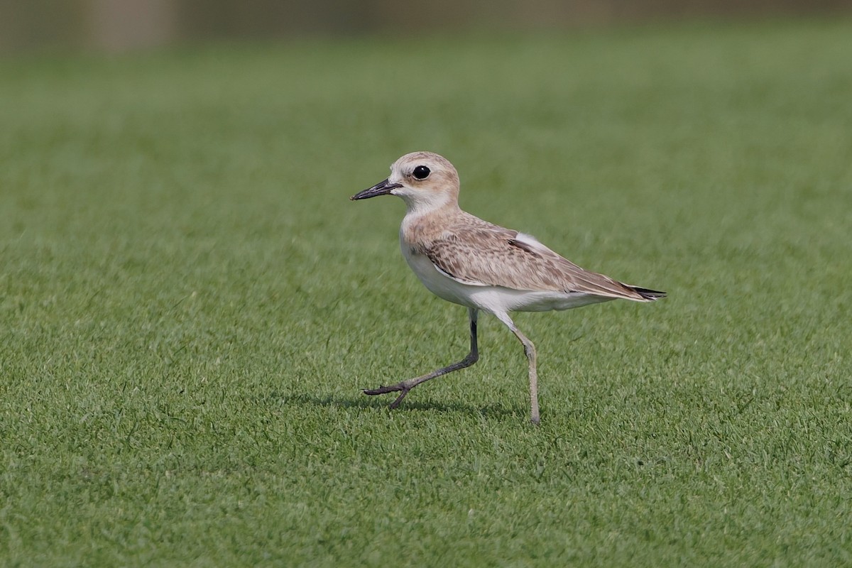 Greater Sand-Plover - ML638319512