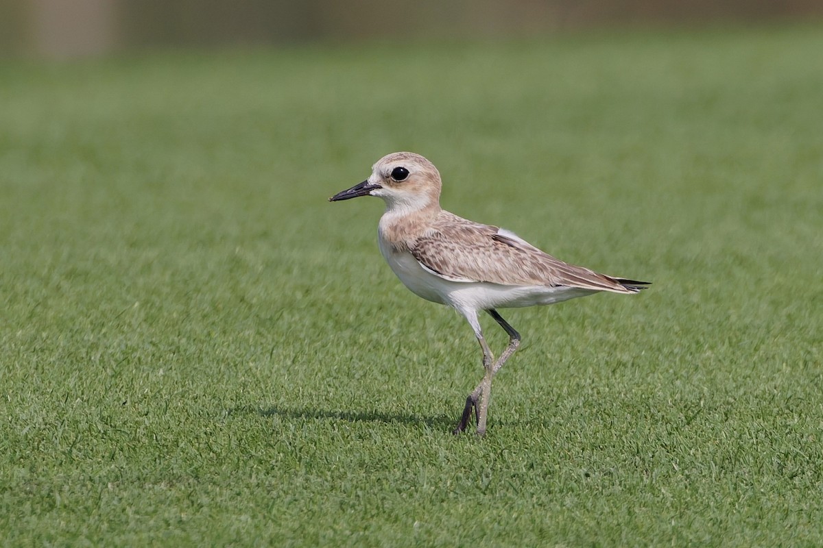 Greater Sand-Plover - ML638319513