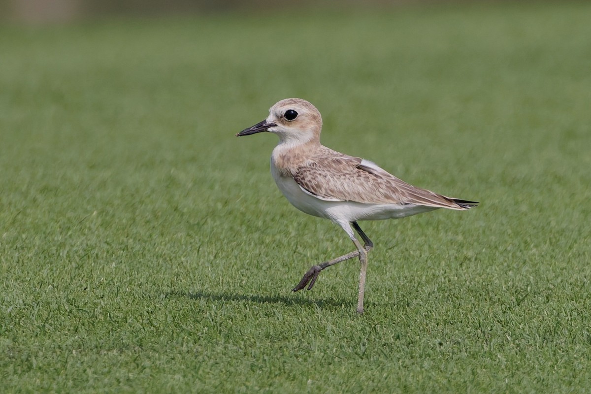 Greater Sand-Plover - ML638319514