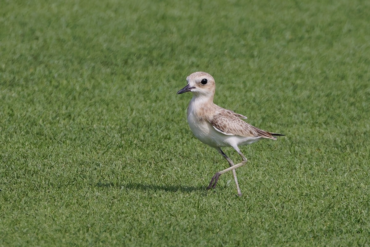 Greater Sand-Plover - ML638319515