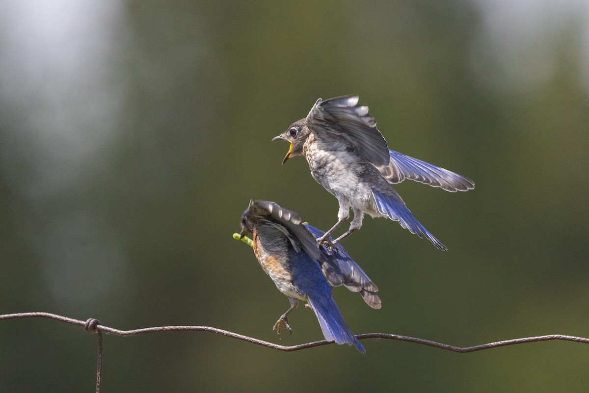 Eastern Bluebird - ML638319519