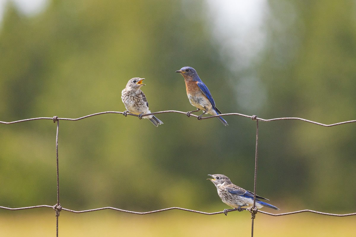 Eastern Bluebird - ML638319521