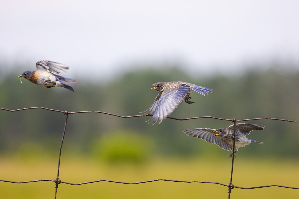 Eastern Bluebird - ML638319522