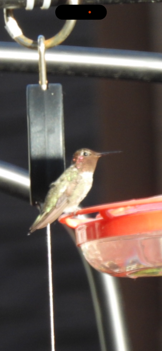 Colibri d'Anna - ML638319523