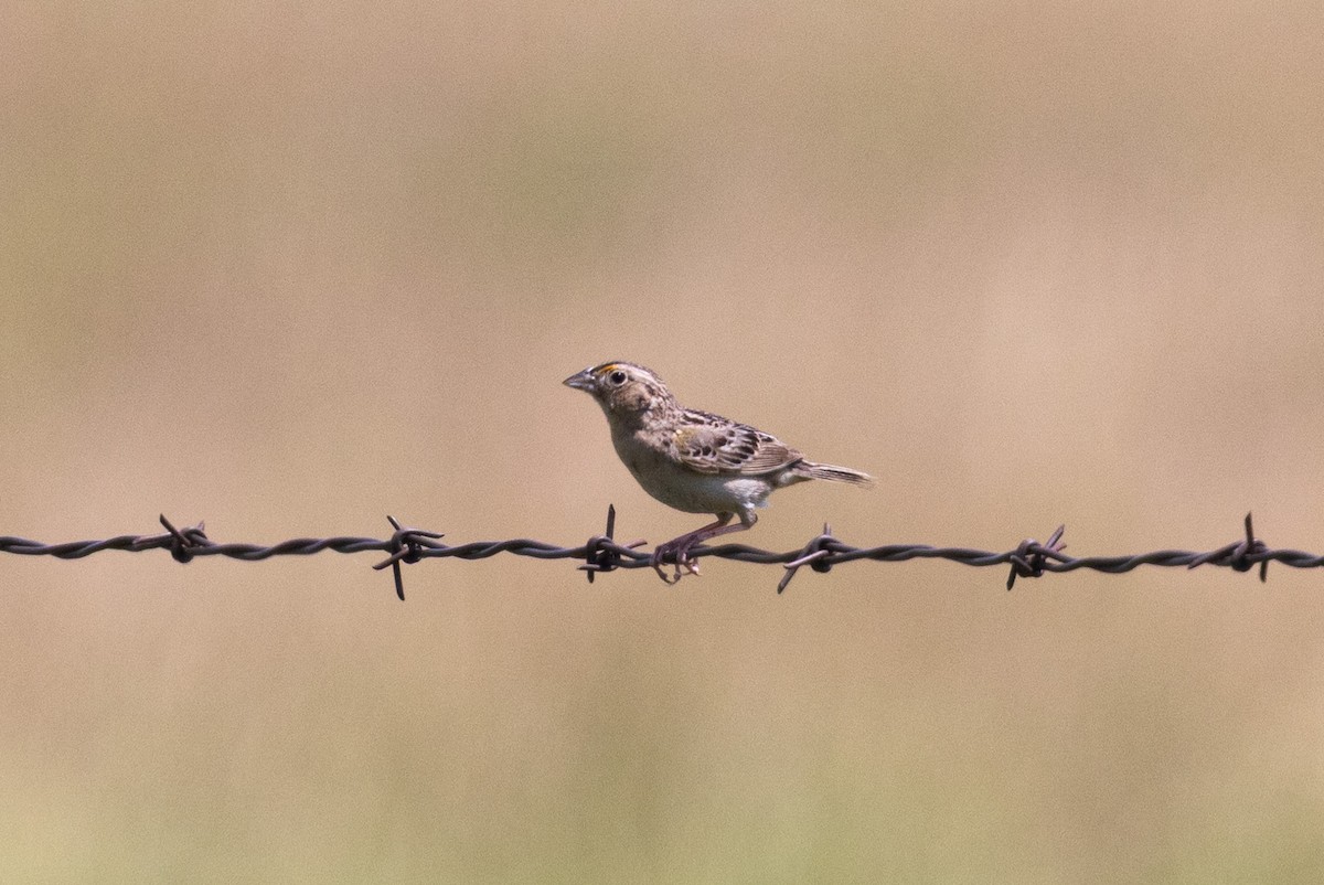 Grasshopper Sparrow - ML638319525