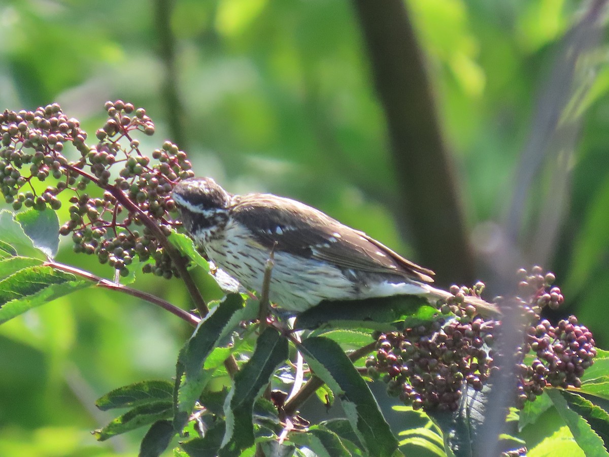 Rose-breasted Grosbeak - ML638319552