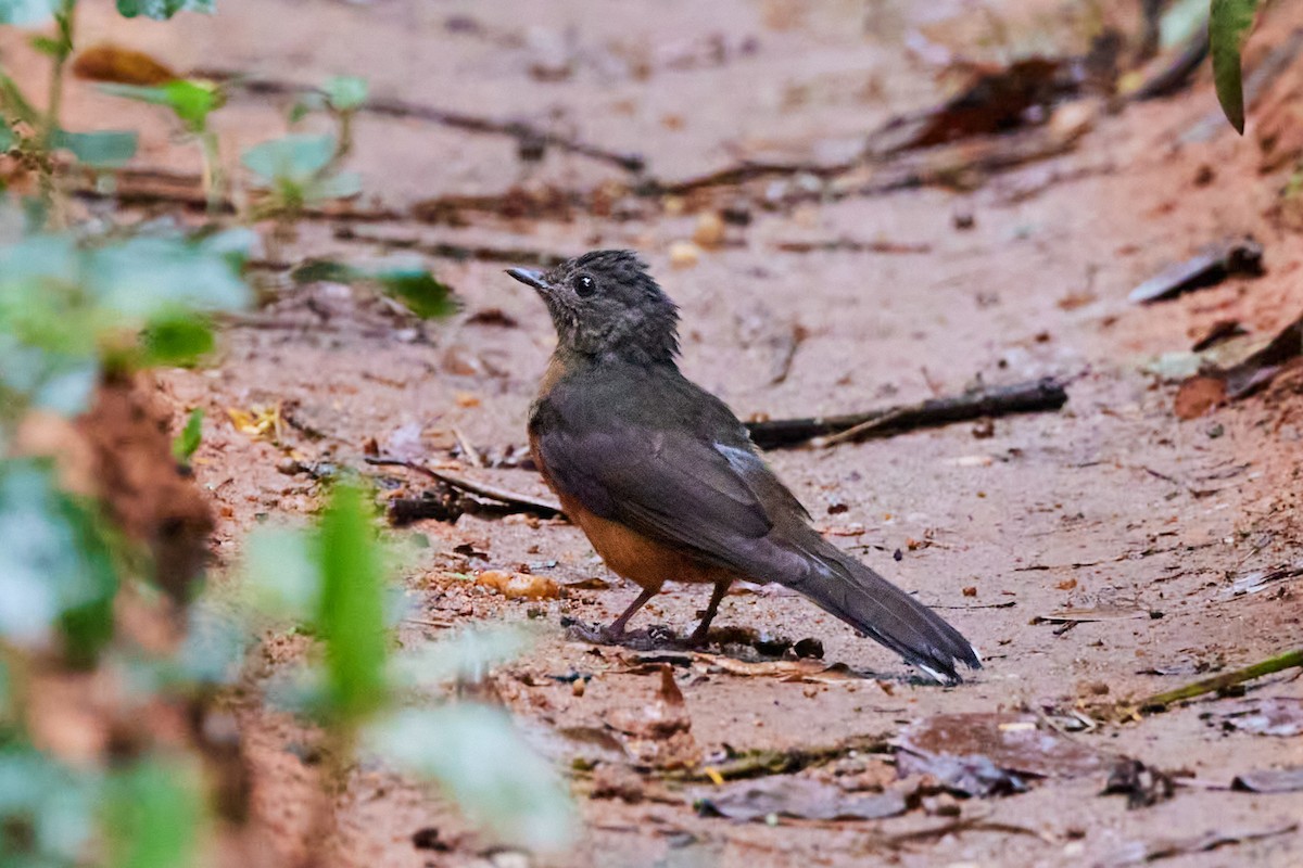 Finsch's Flycatcher-Thrush - ML638319580