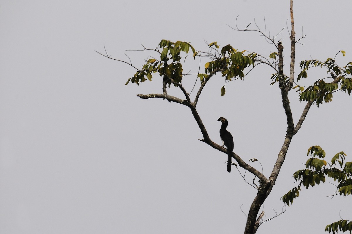 West African Pied Hornbill - ML638319609