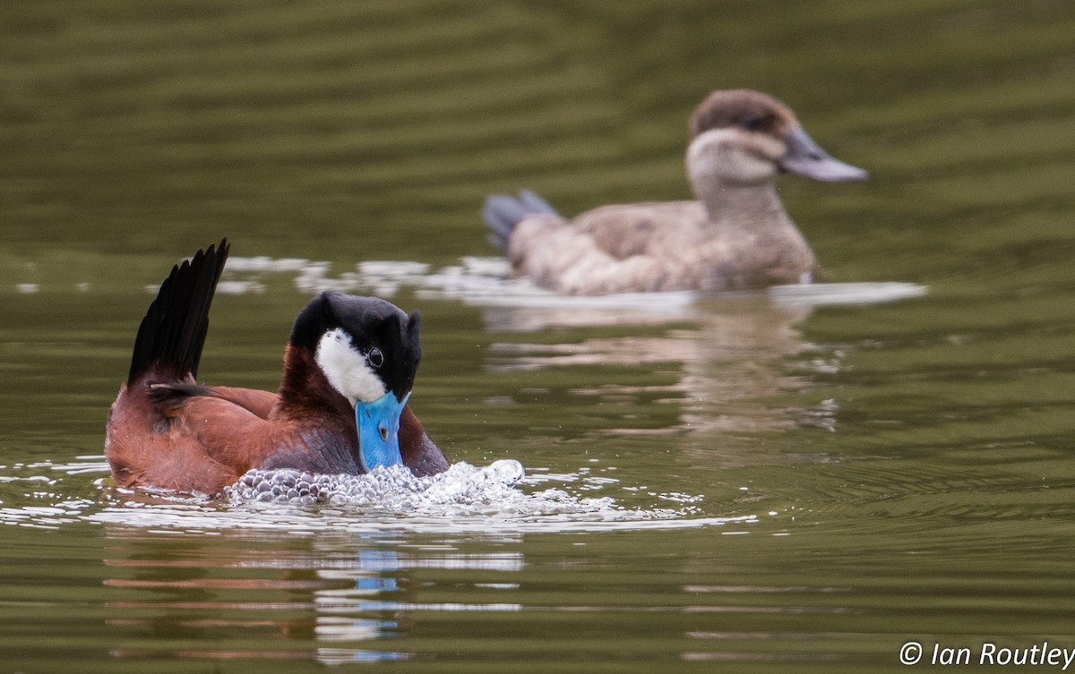 Ruddy Duck - ML63831961