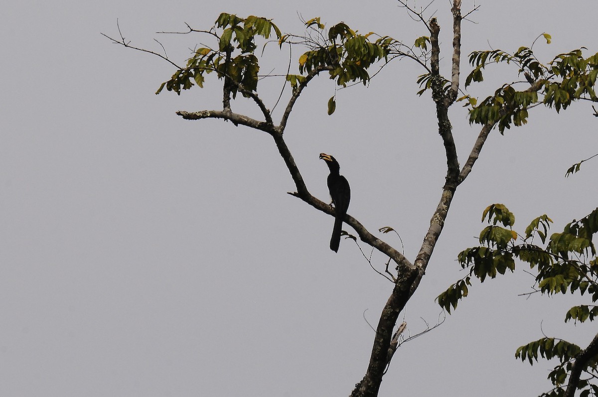 West African Pied Hornbill - ML638319610