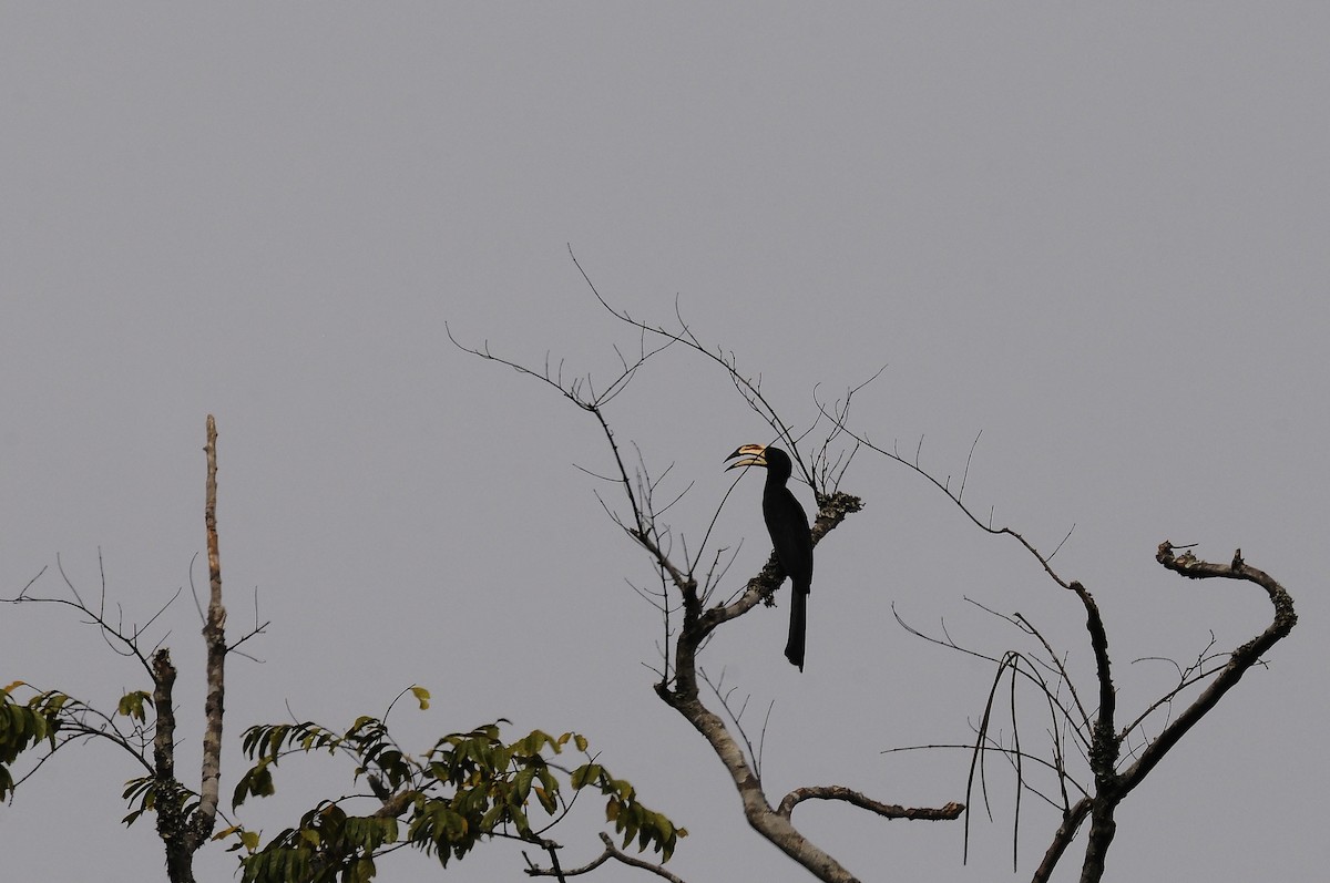 West African Pied Hornbill - ML638319611