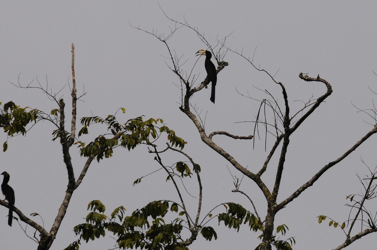 West African Pied Hornbill - ML638319612