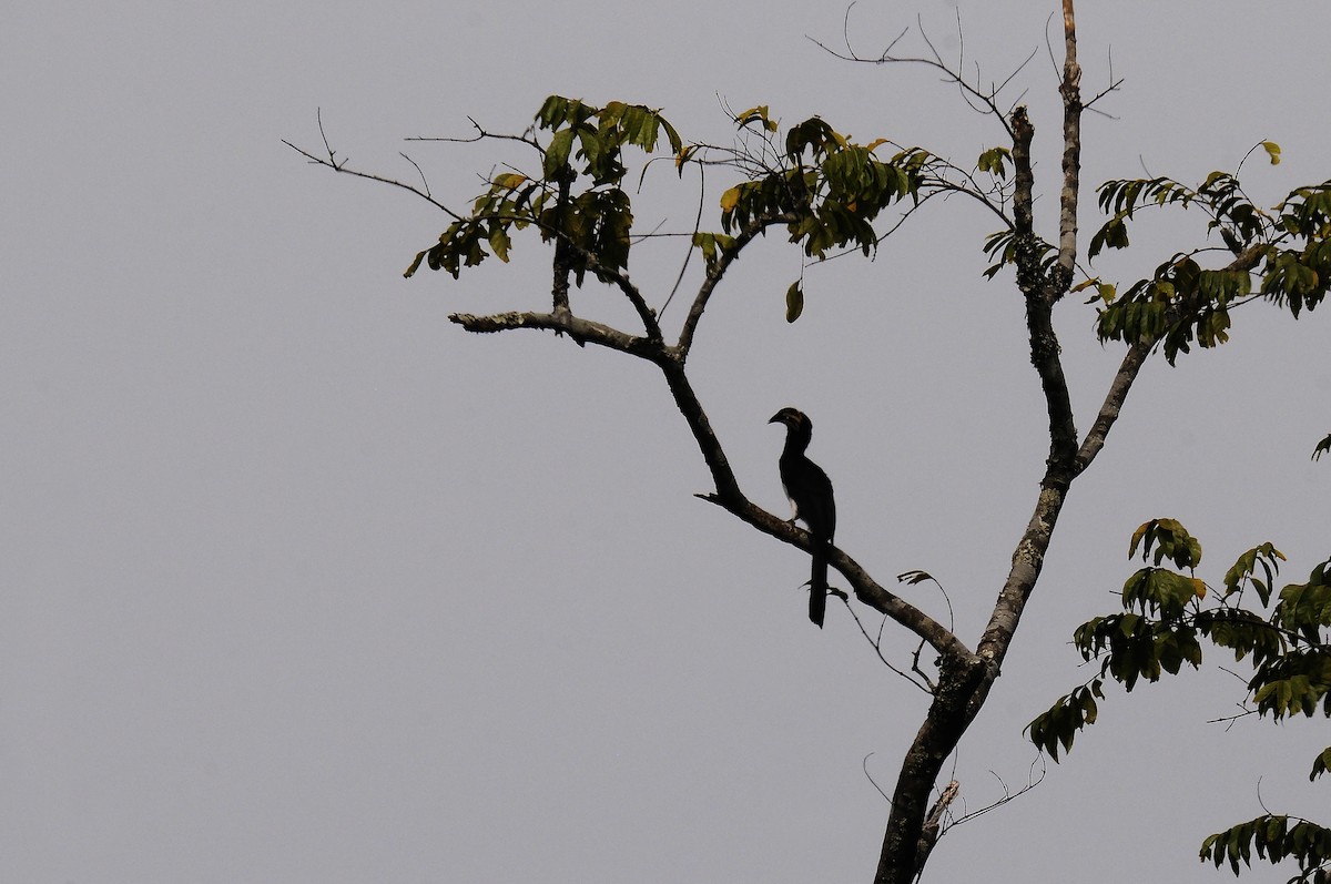 West African Pied Hornbill - ML638319613