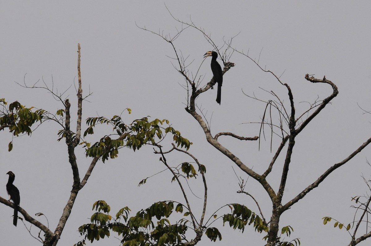 West African Pied Hornbill - ML638319614
