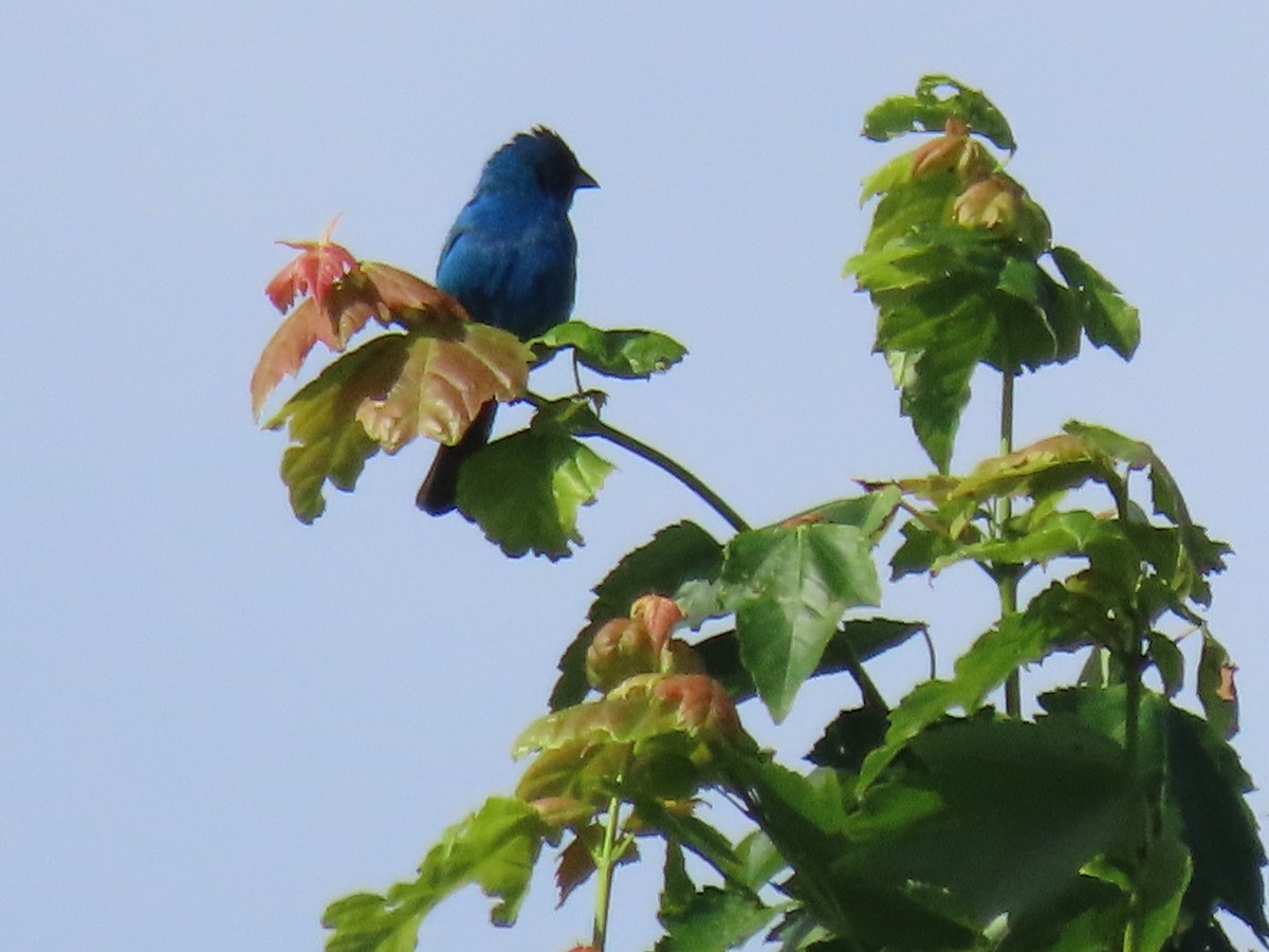 Indigo Bunting - ML638319620