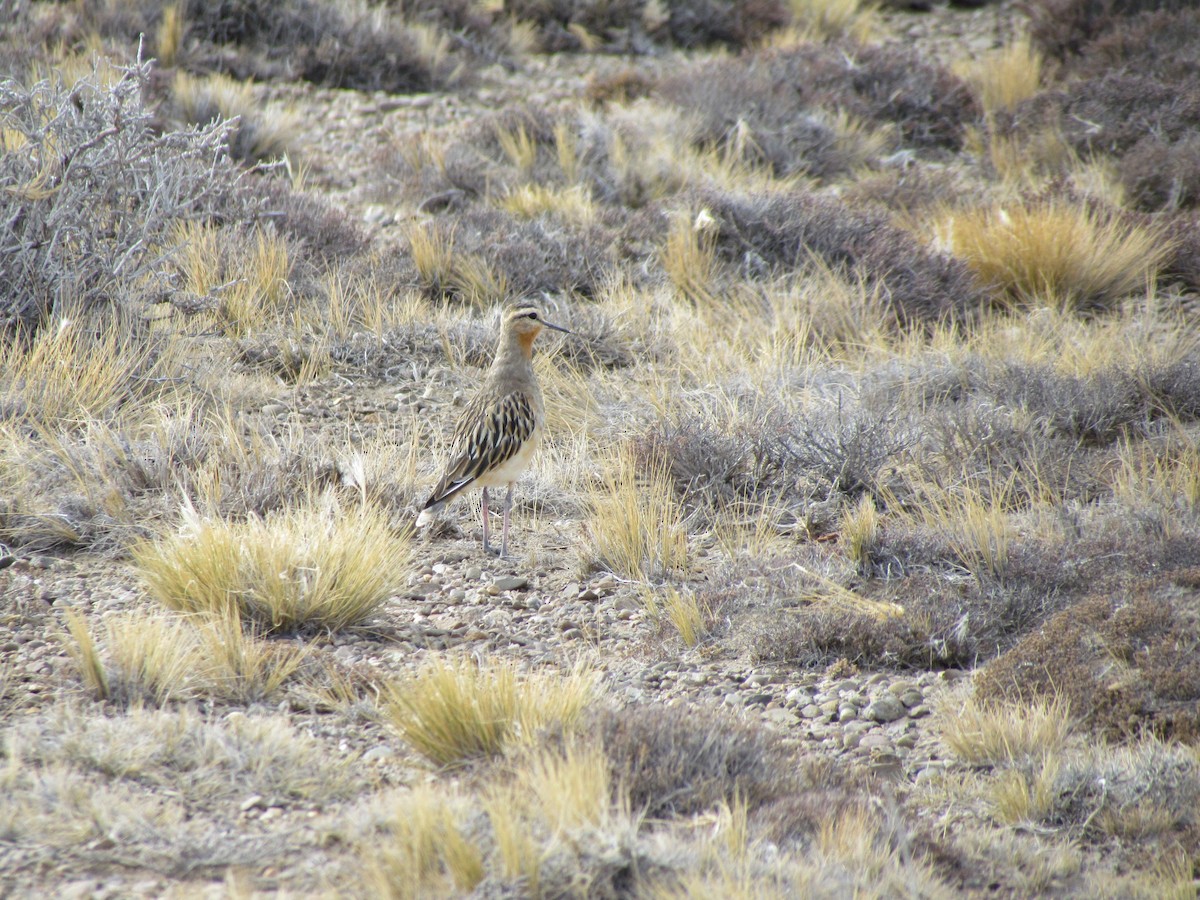 Tawny-throated Dotterel - ML638319633
