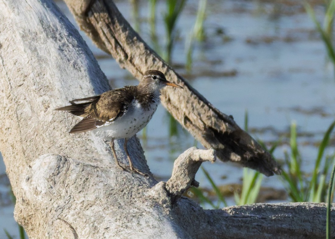 Spotted Sandpiper - ML638319635