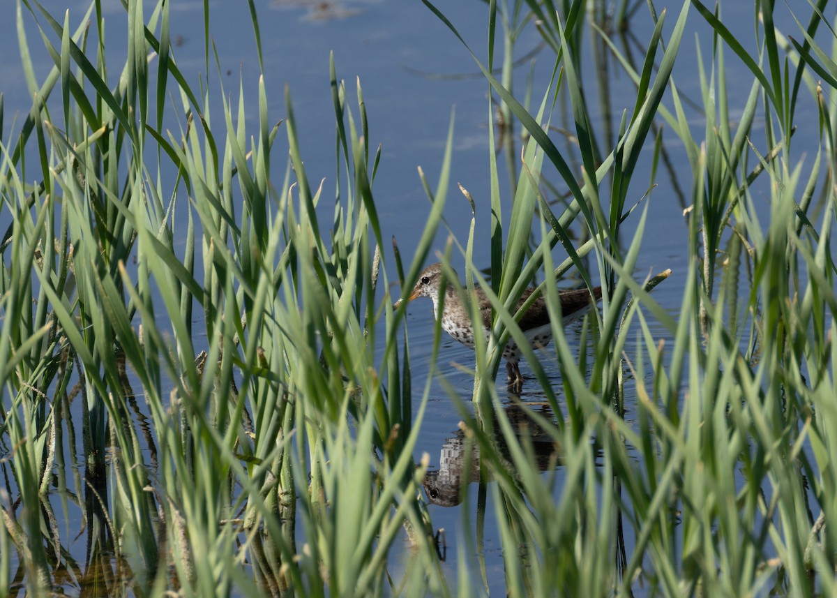 Spotted Sandpiper - ML638319638
