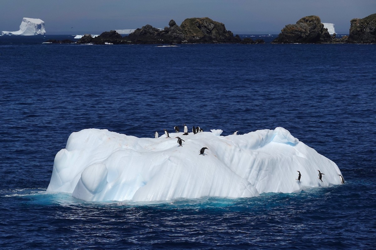 Gentoo Penguin - ML638319645
