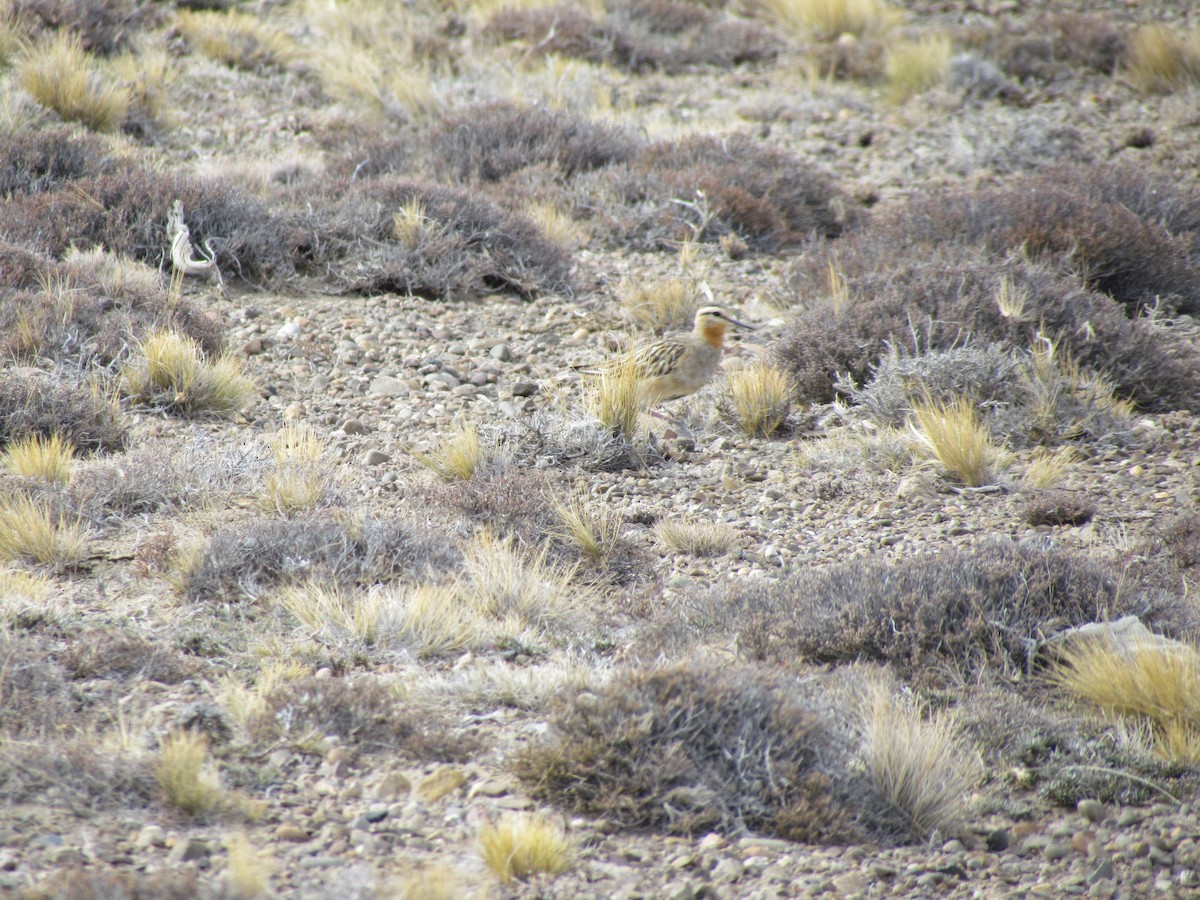Tawny-throated Dotterel - ML638319647