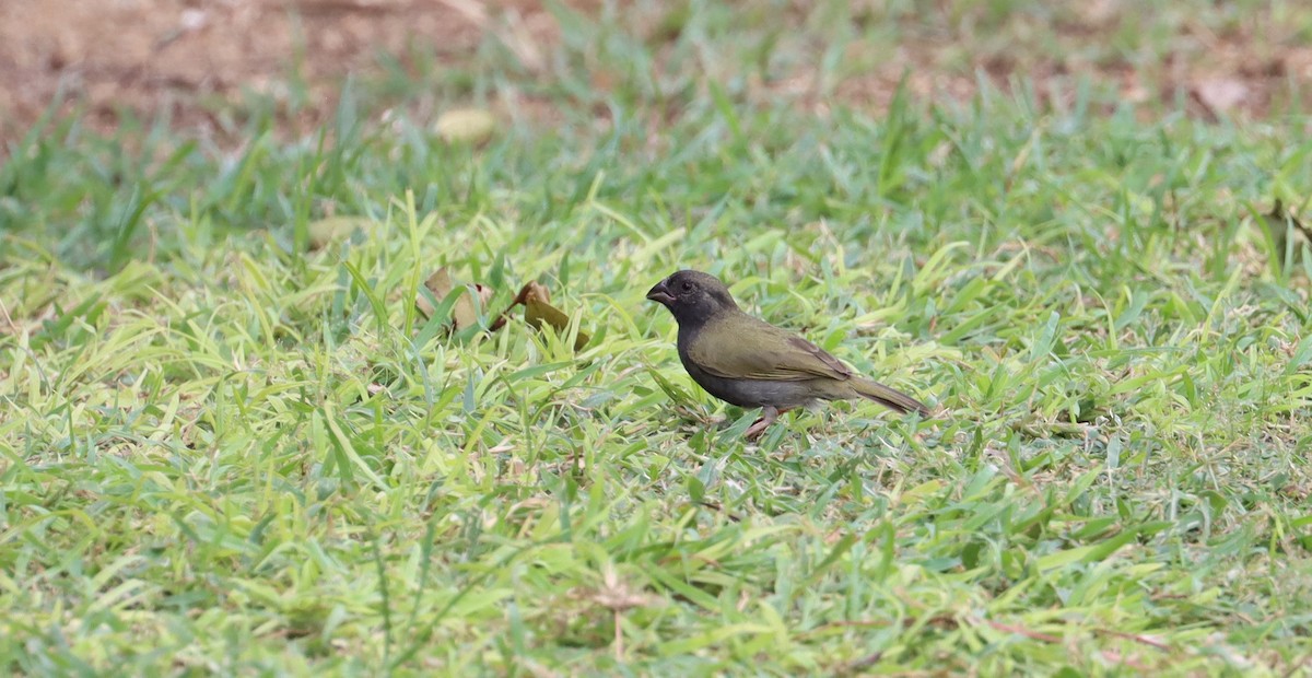 Black-faced Grassquit - ML638319653