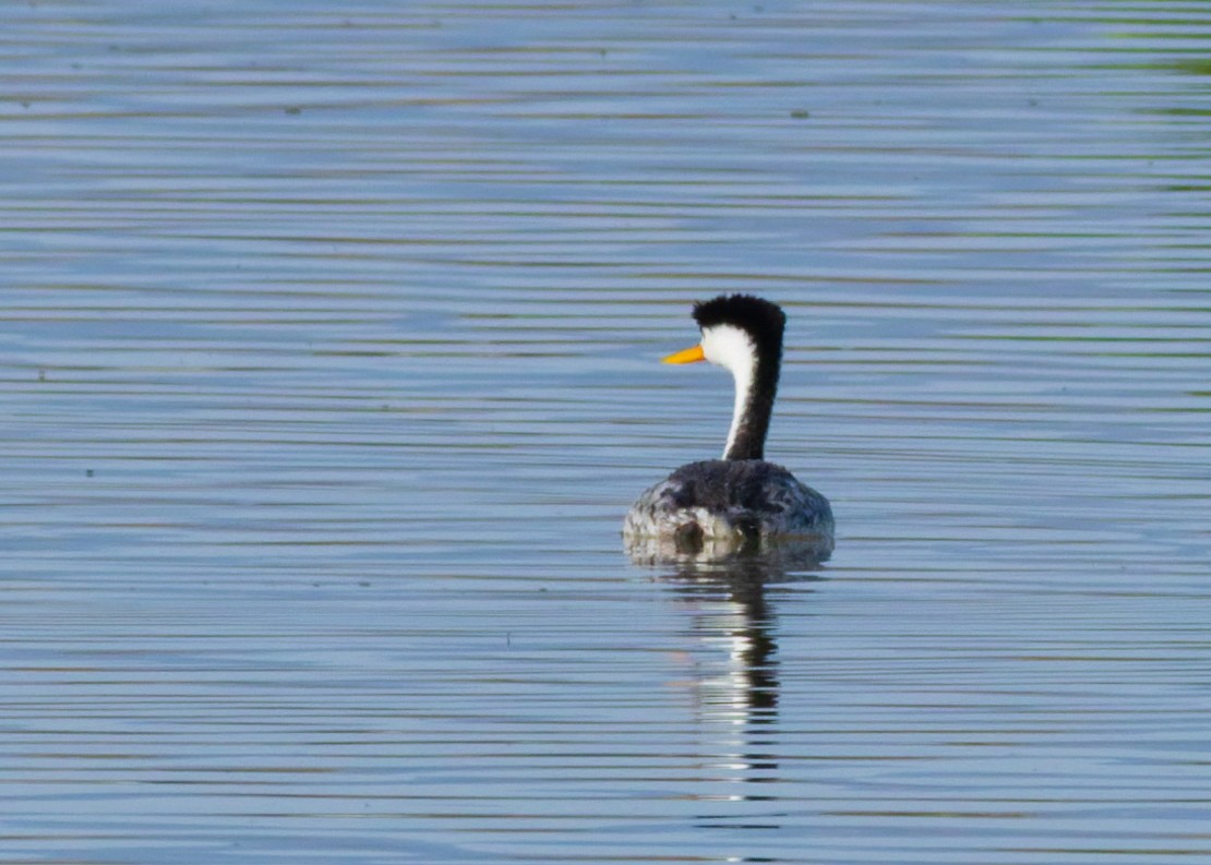 Clark's Grebe - ML638319656