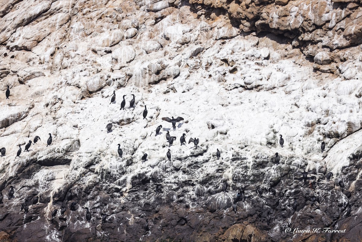 Brandt's Cormorant - ML638319661
